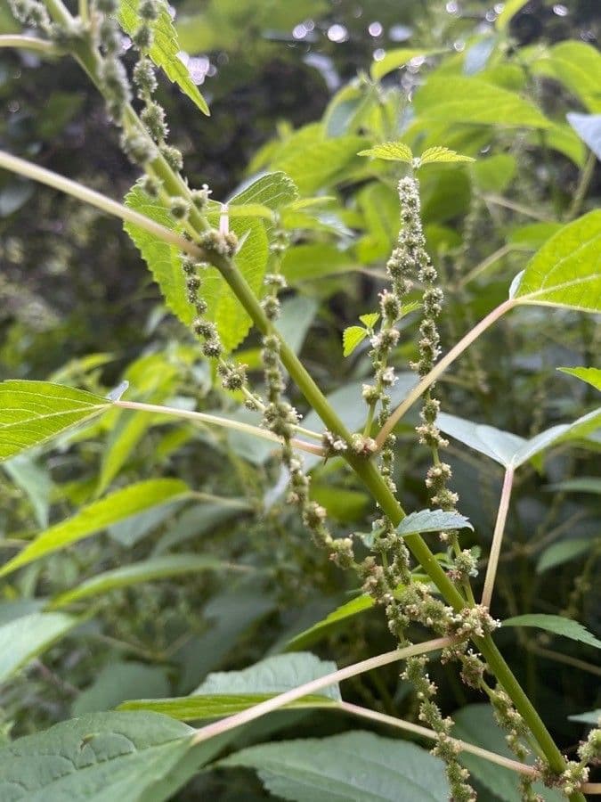 Boechmeria 2