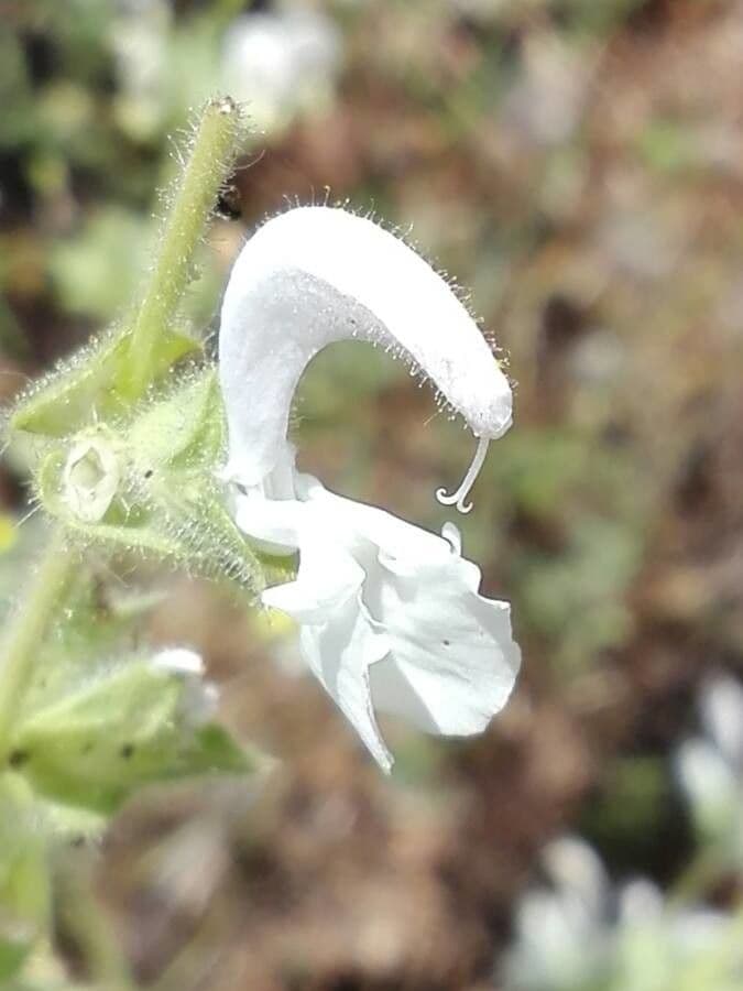 Salvia argentea 6