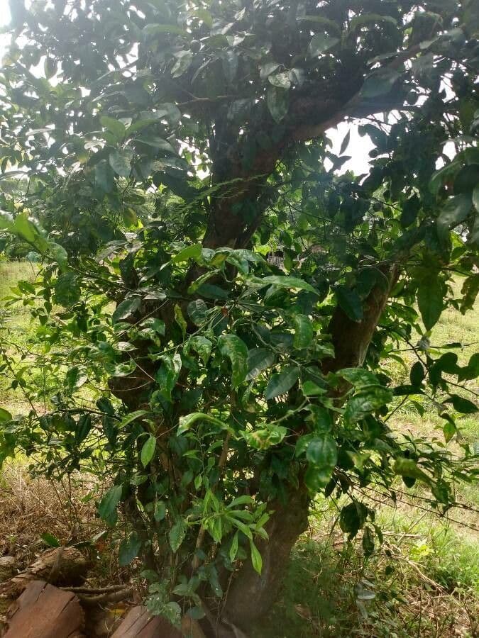 Vangueria madagascariensis 16