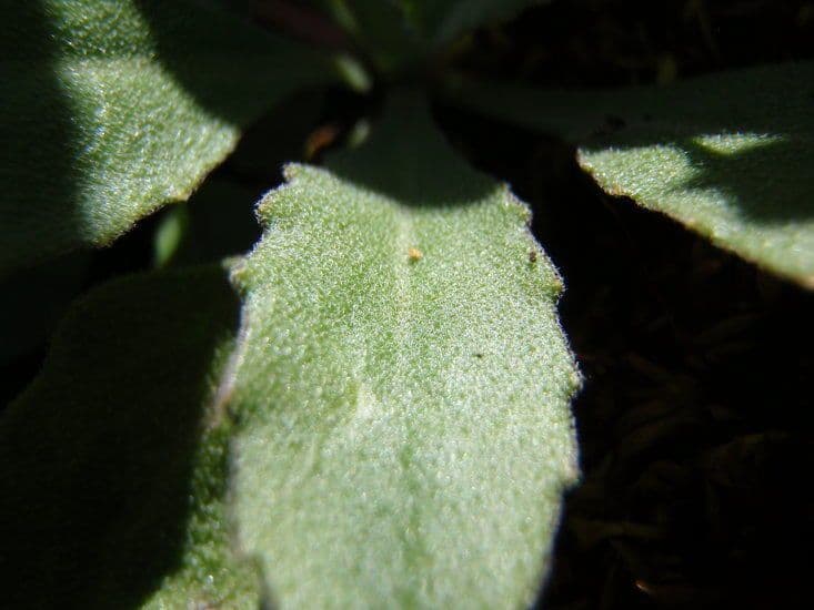 Arabis 6