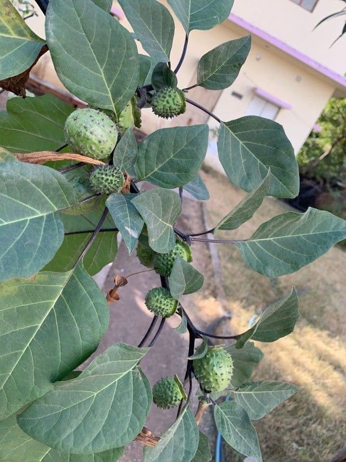 Datura metel 14
