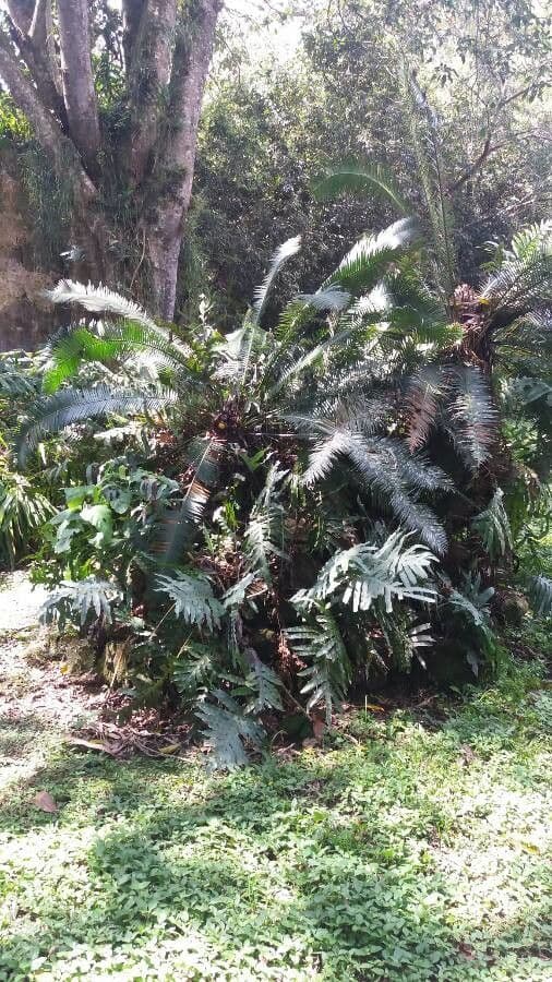 Dioon commestibile 14