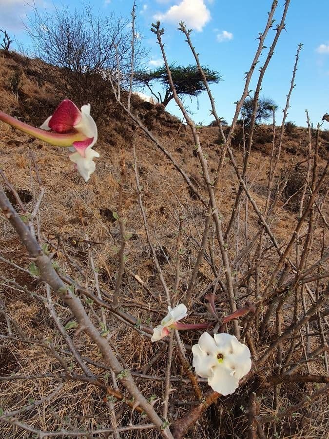 Sesamothamnus 22