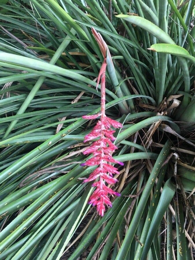 Aechmea 5