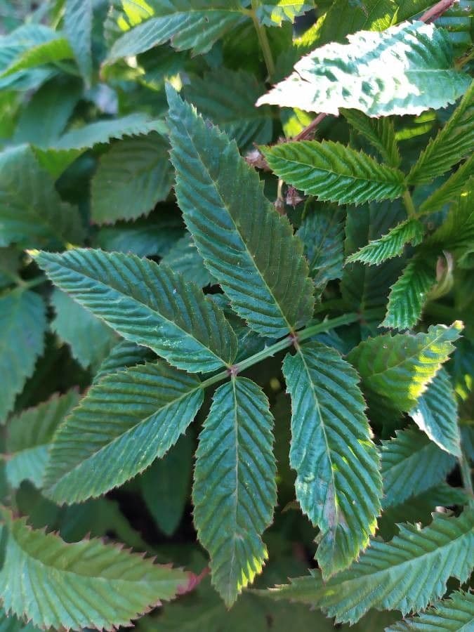 Rubus illecebrosus 13