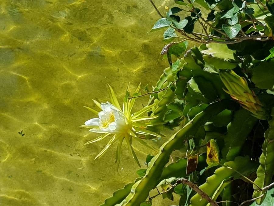 Bluet 4