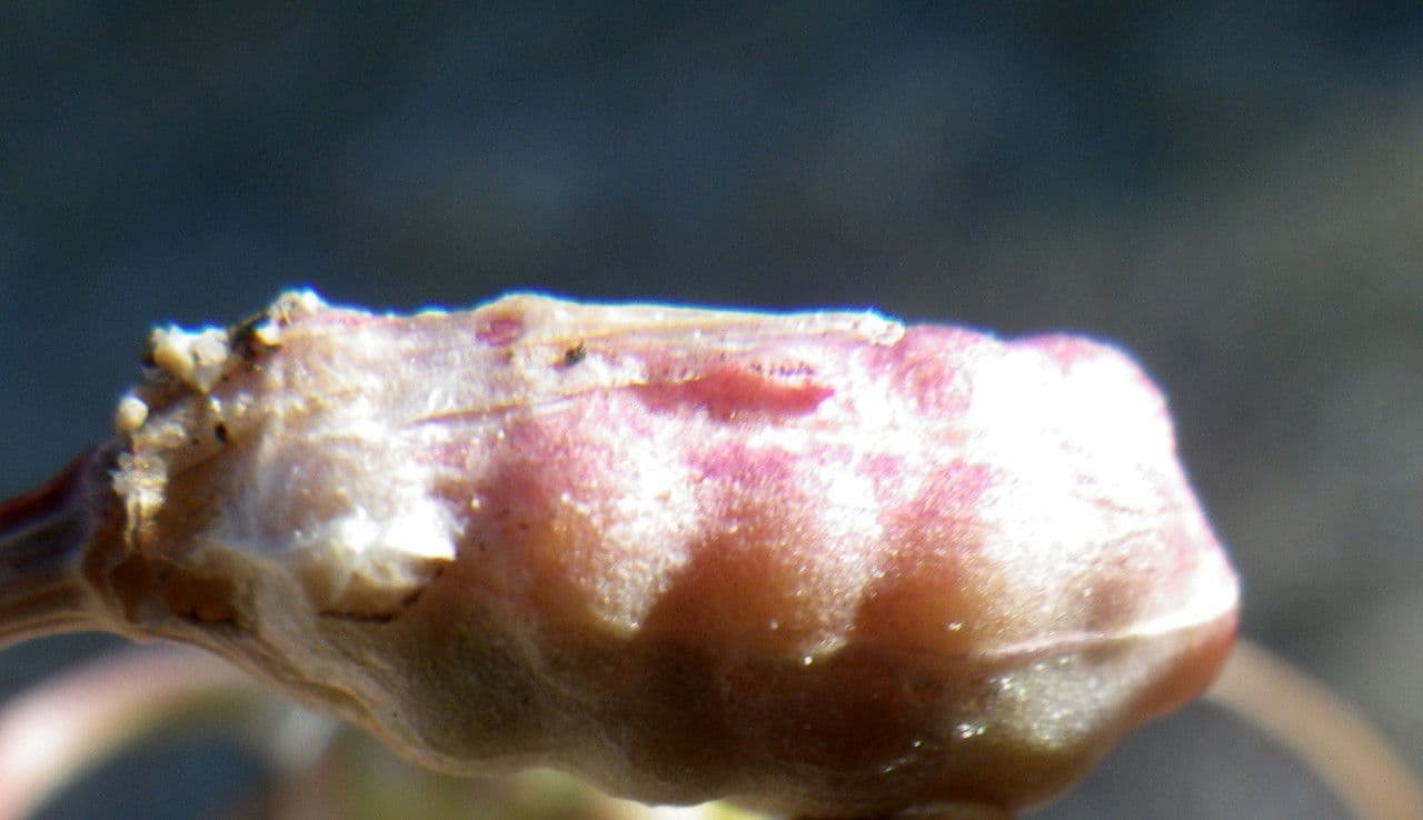 Romulea 3