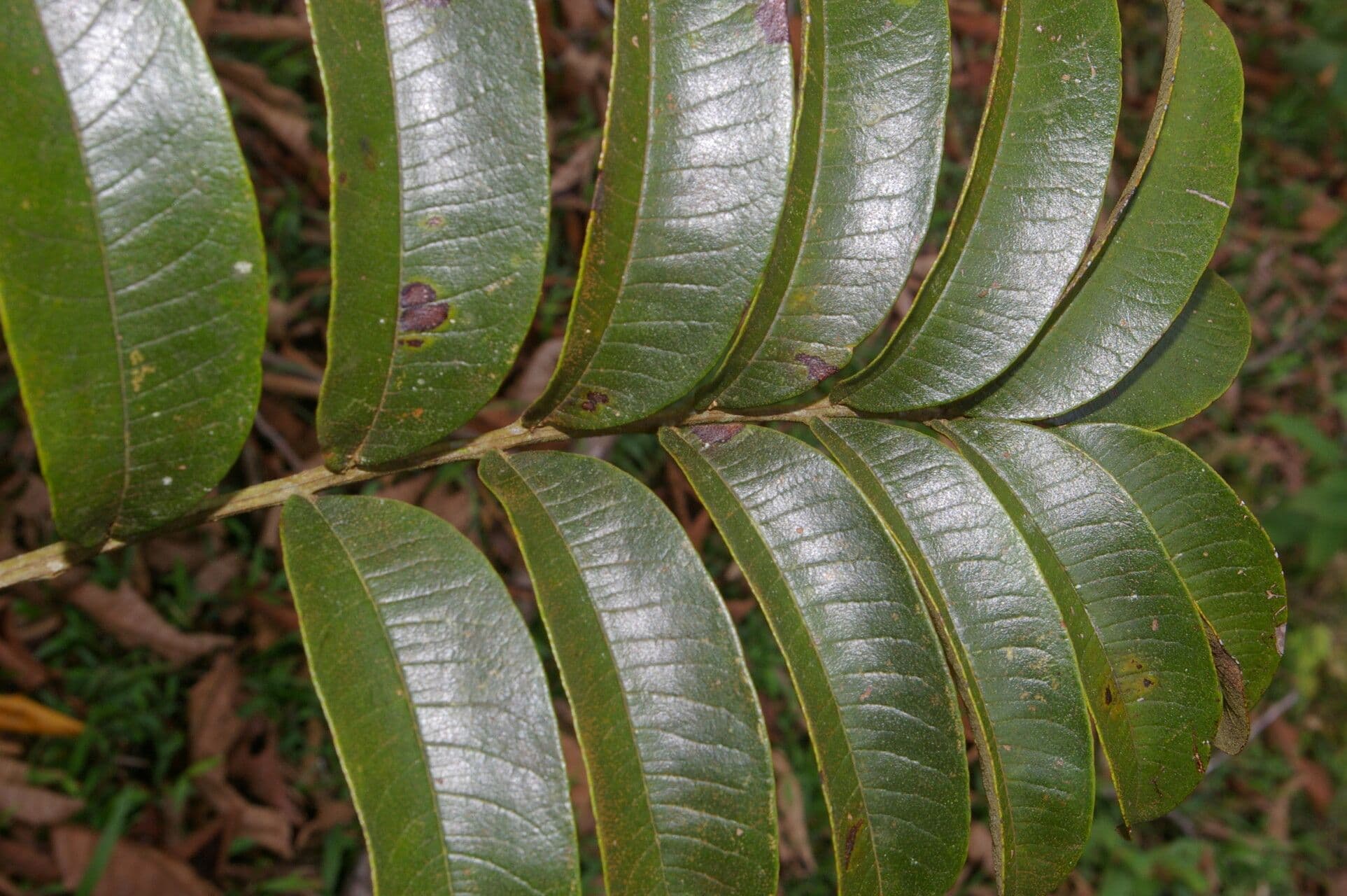 Zanthoxylum 12