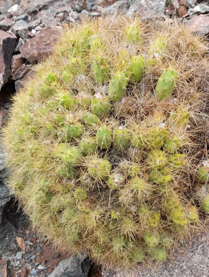 Cumulopuntia boliviana 6