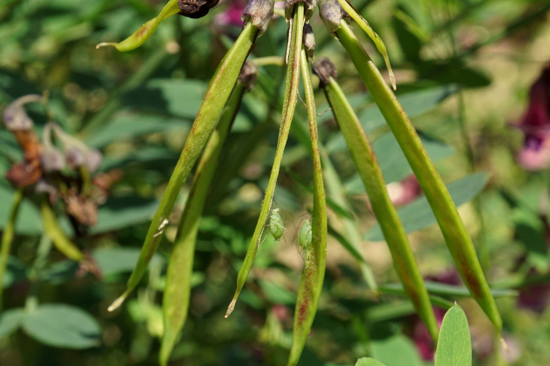 Cicerchia nera 5
