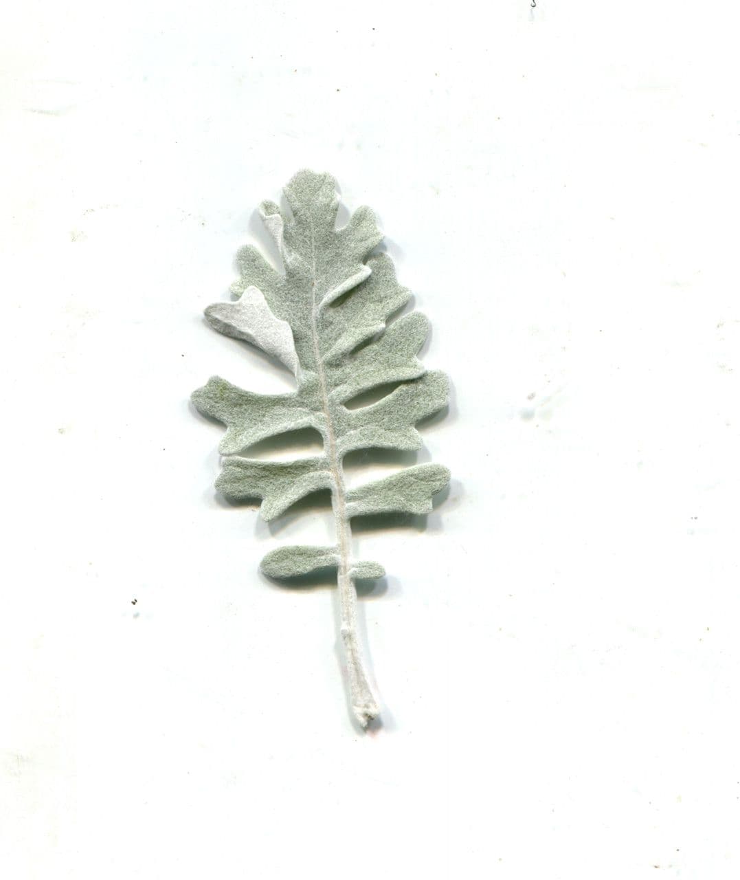 Cineraria 27