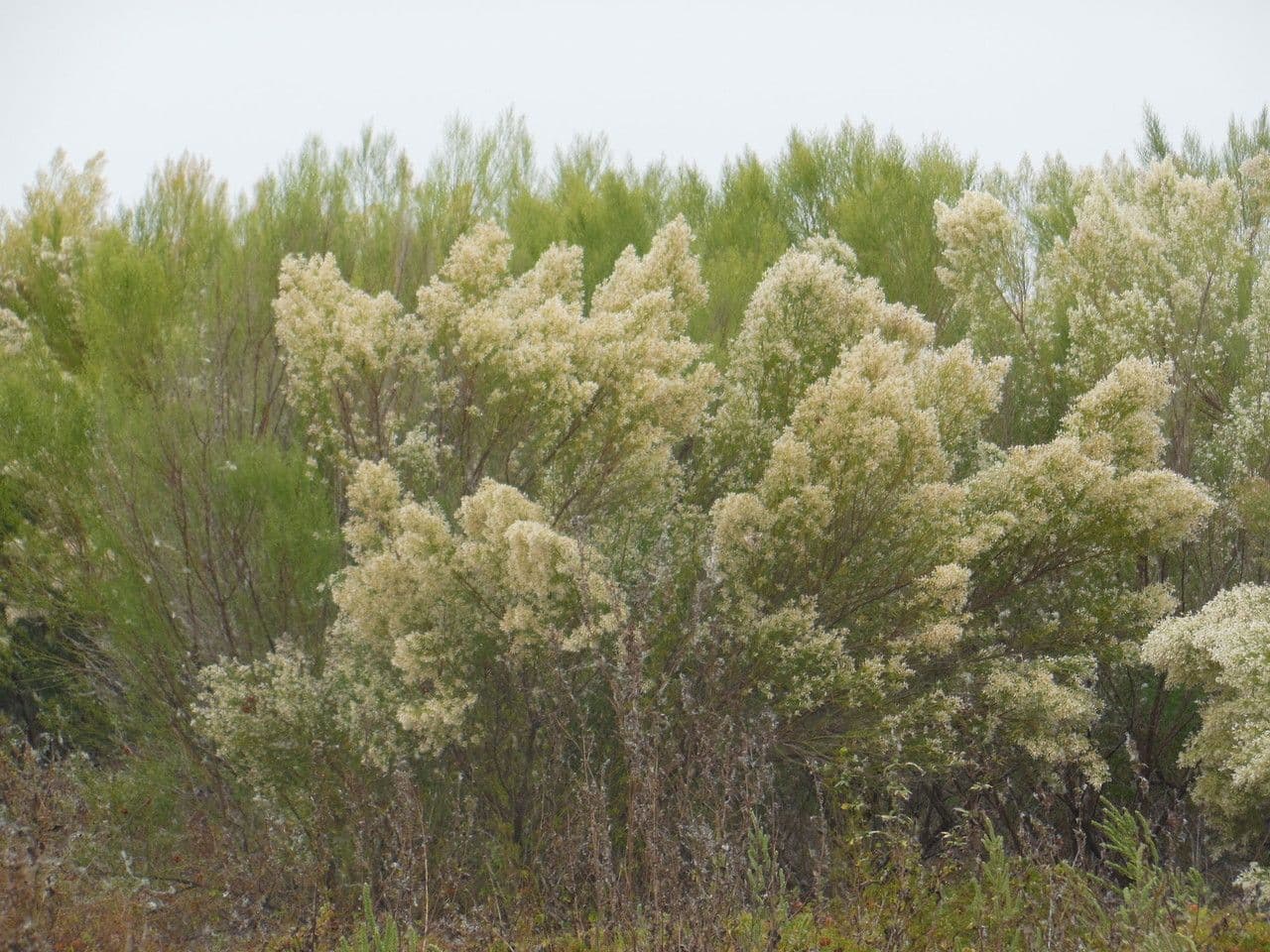 Baccharis neglecta 9