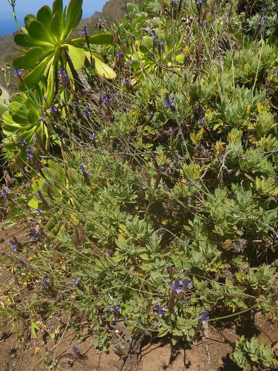Lavanda 9