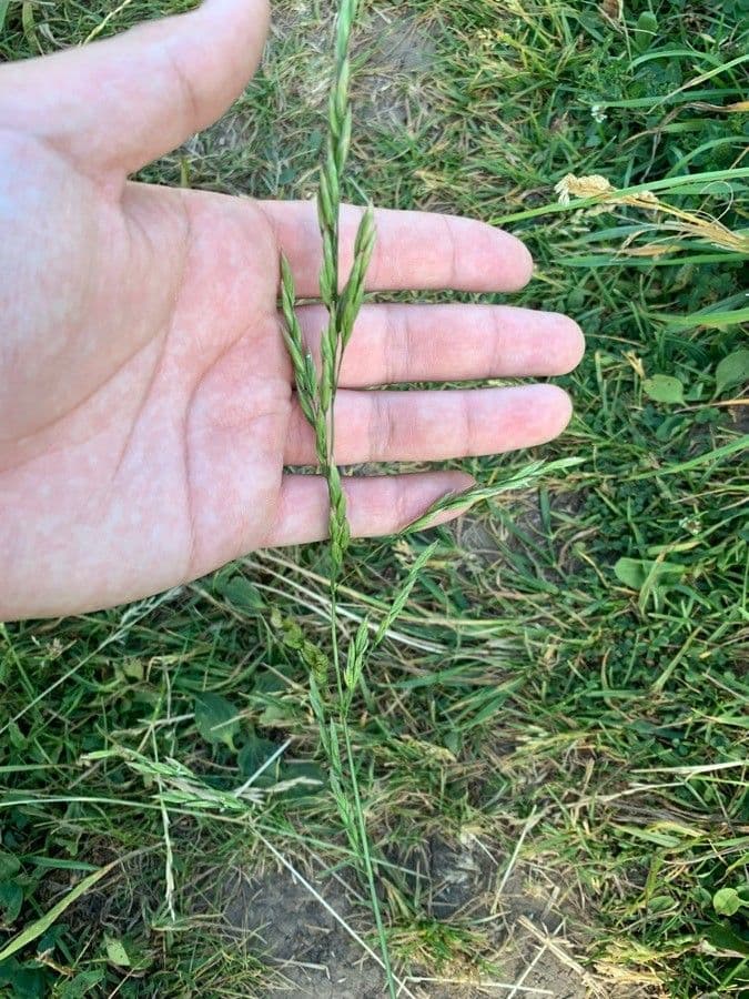 Festuca falascona 5