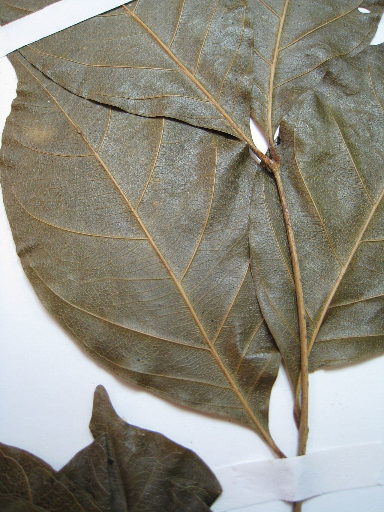Guarea silvatica