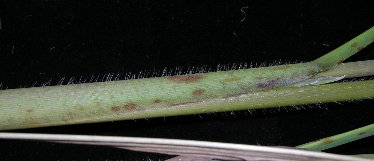 Rottboellia 13