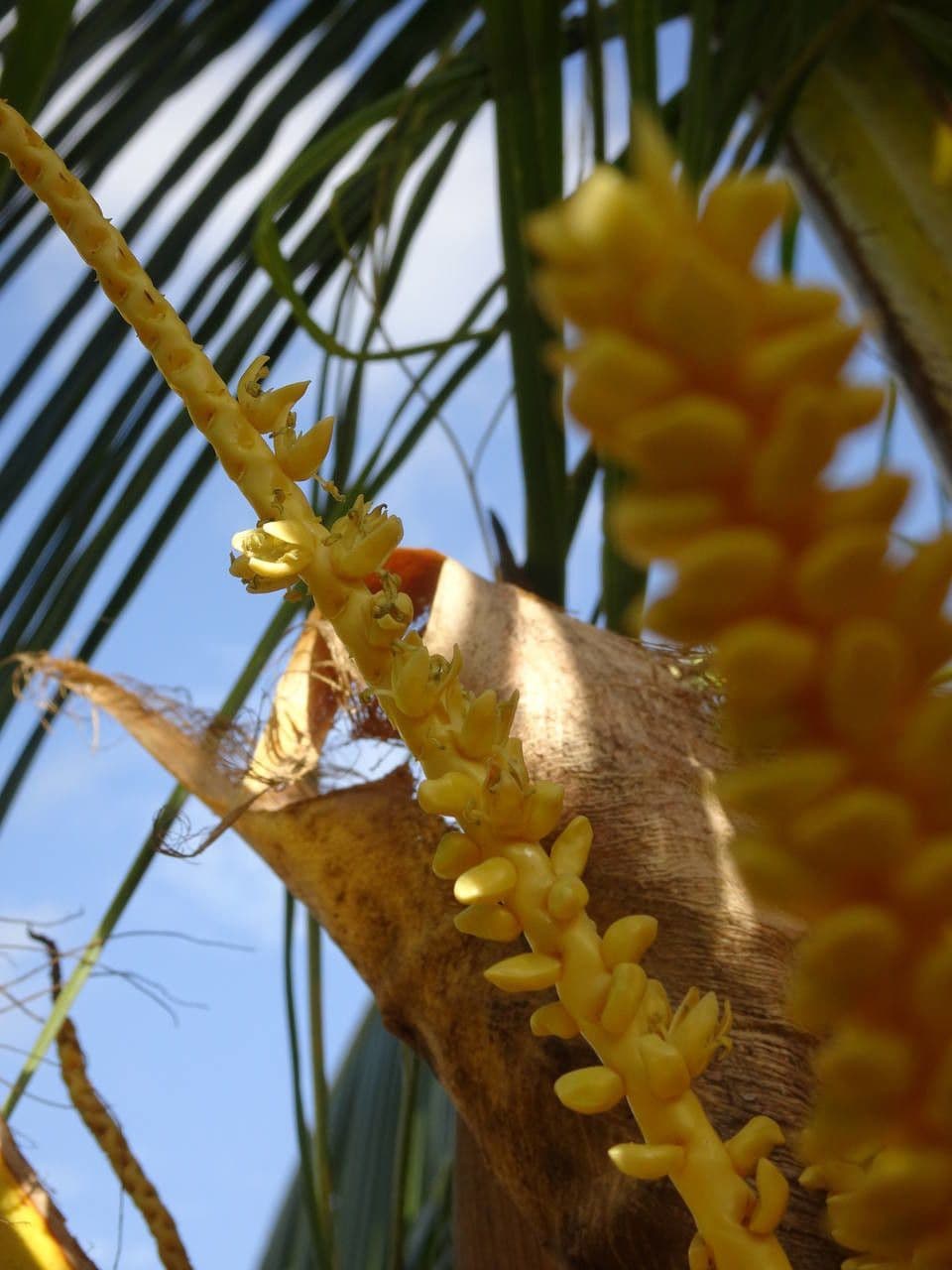 Cocotier 7