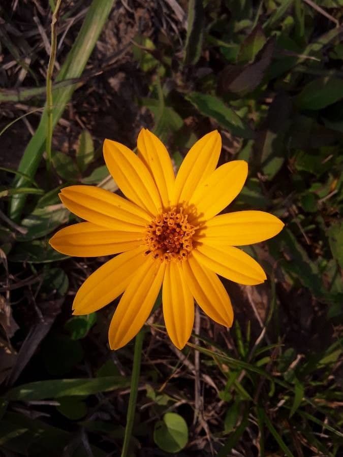 Heliopsis 4