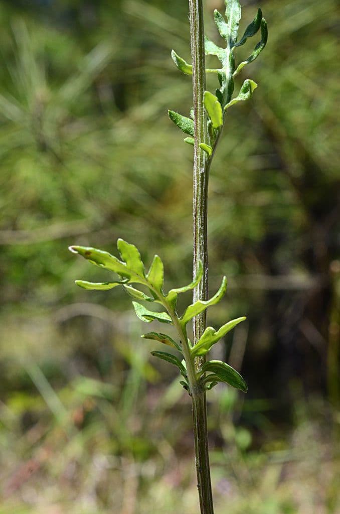 Hymenopappus artemisiifolius 8