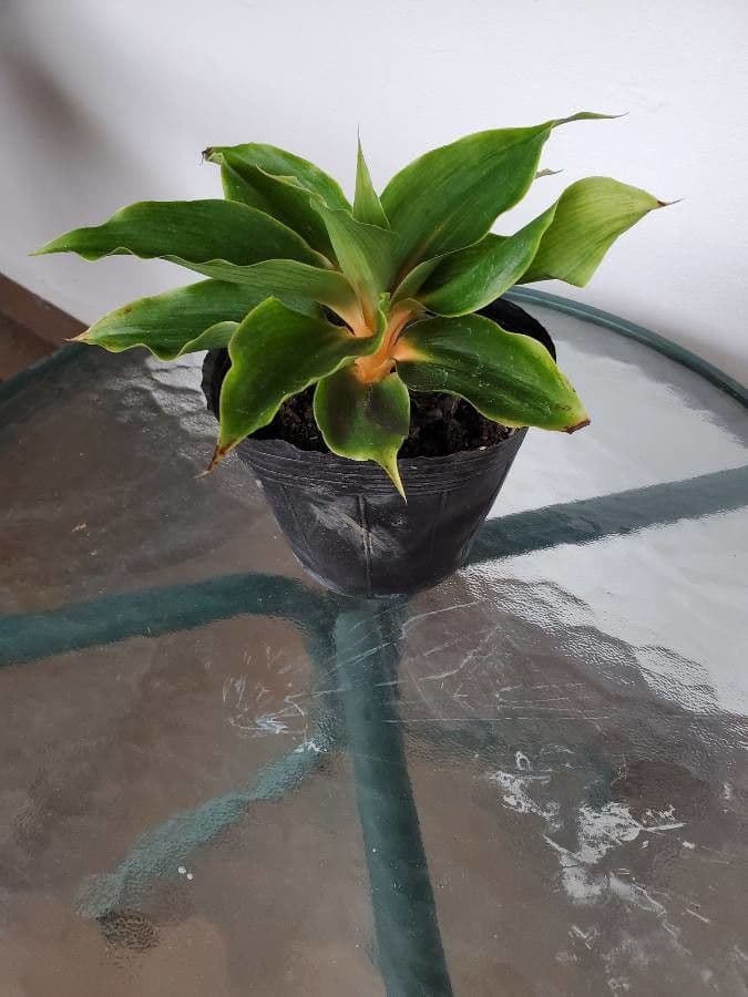 Chlorophytum 7
