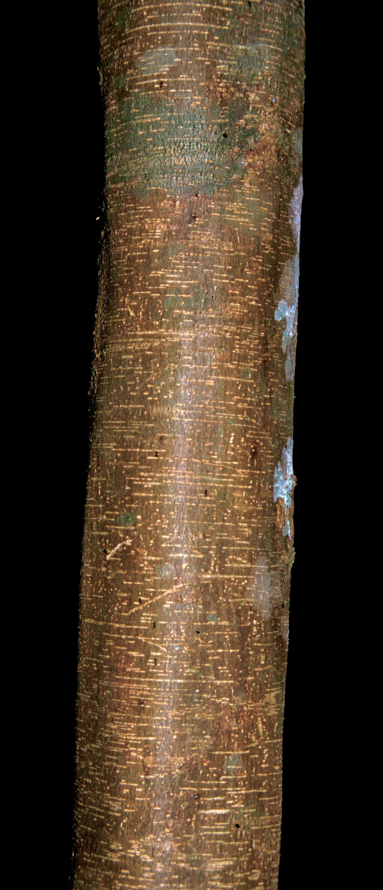 Inga 9