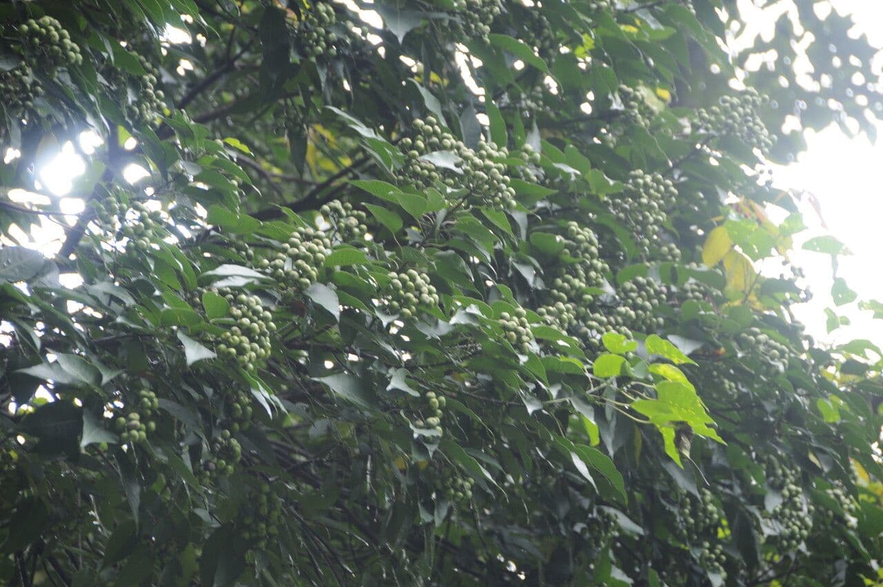 Balakata baccata 7