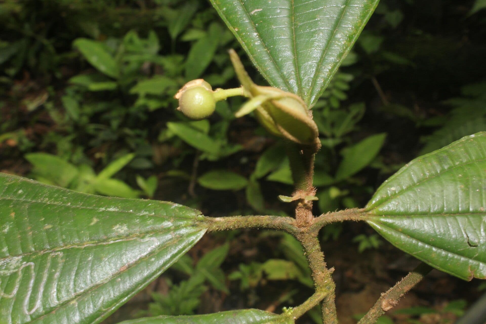 Miconia