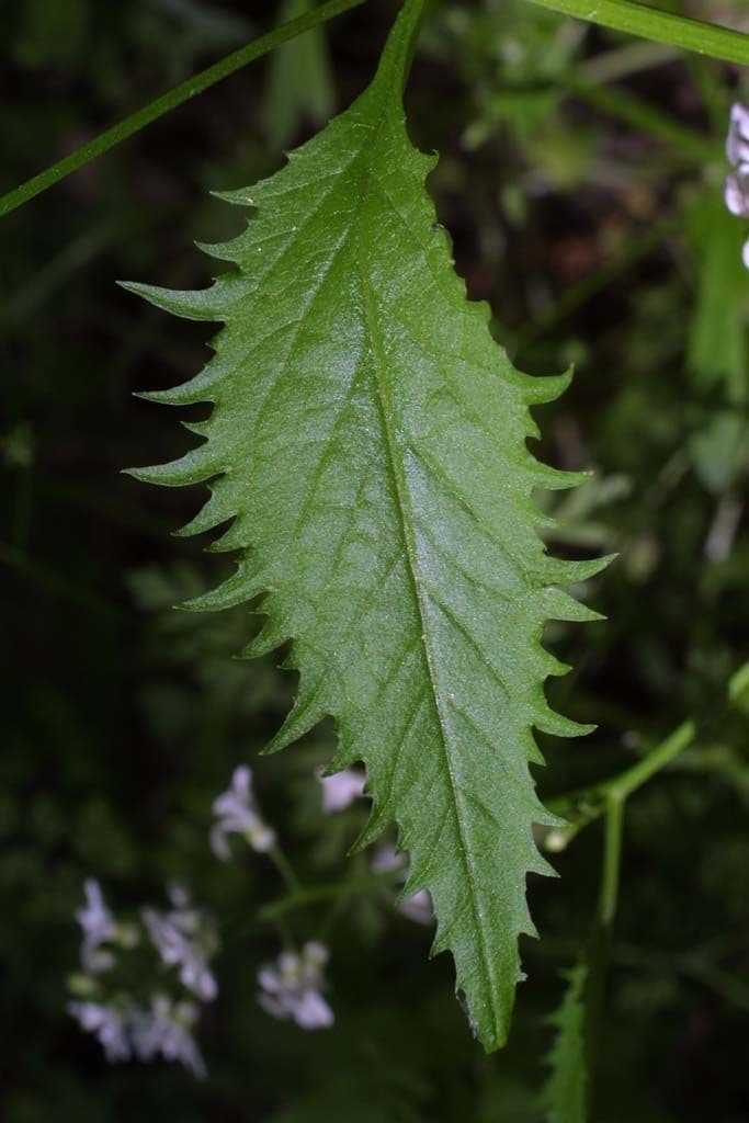 Iodanthus 15