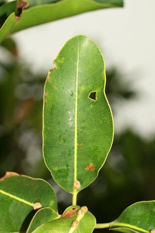 Mimusops balata 13