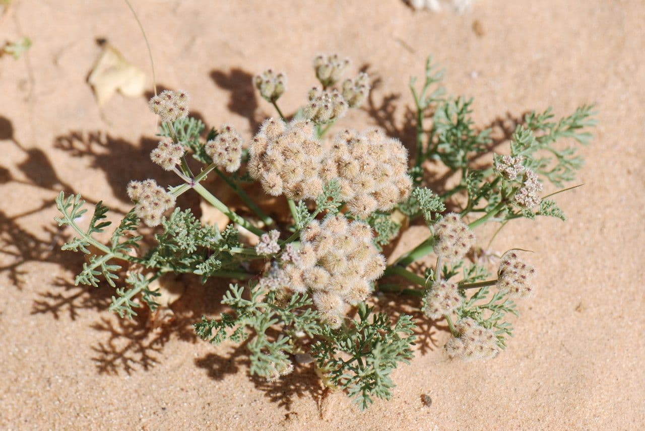 Ammodaucus 22