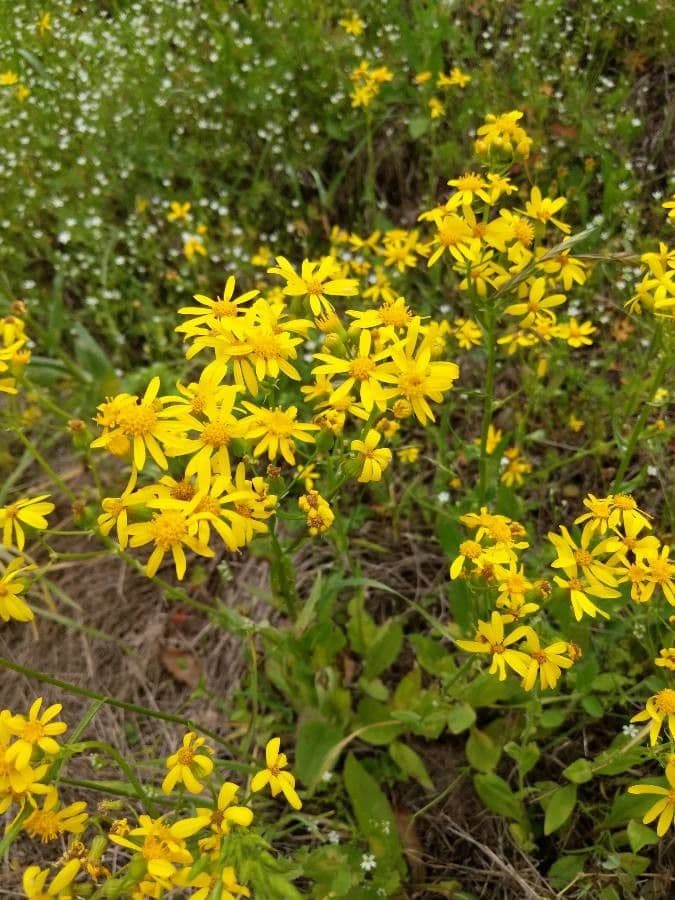 Senecio 4