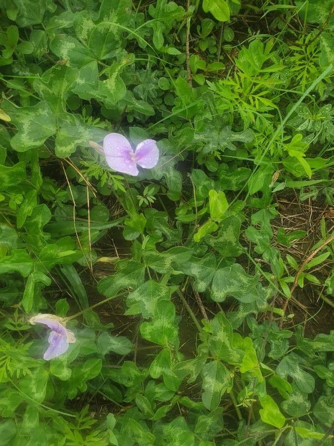 Vigna frutescens 22
