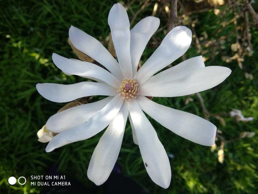 Magnolia stellata 8