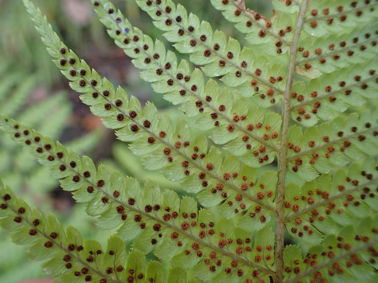 Dryopteris lepidopoda