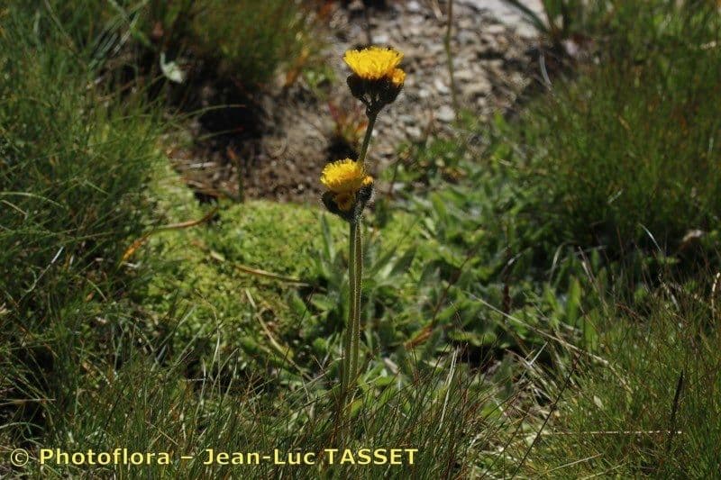 Pilosella corymbuloides