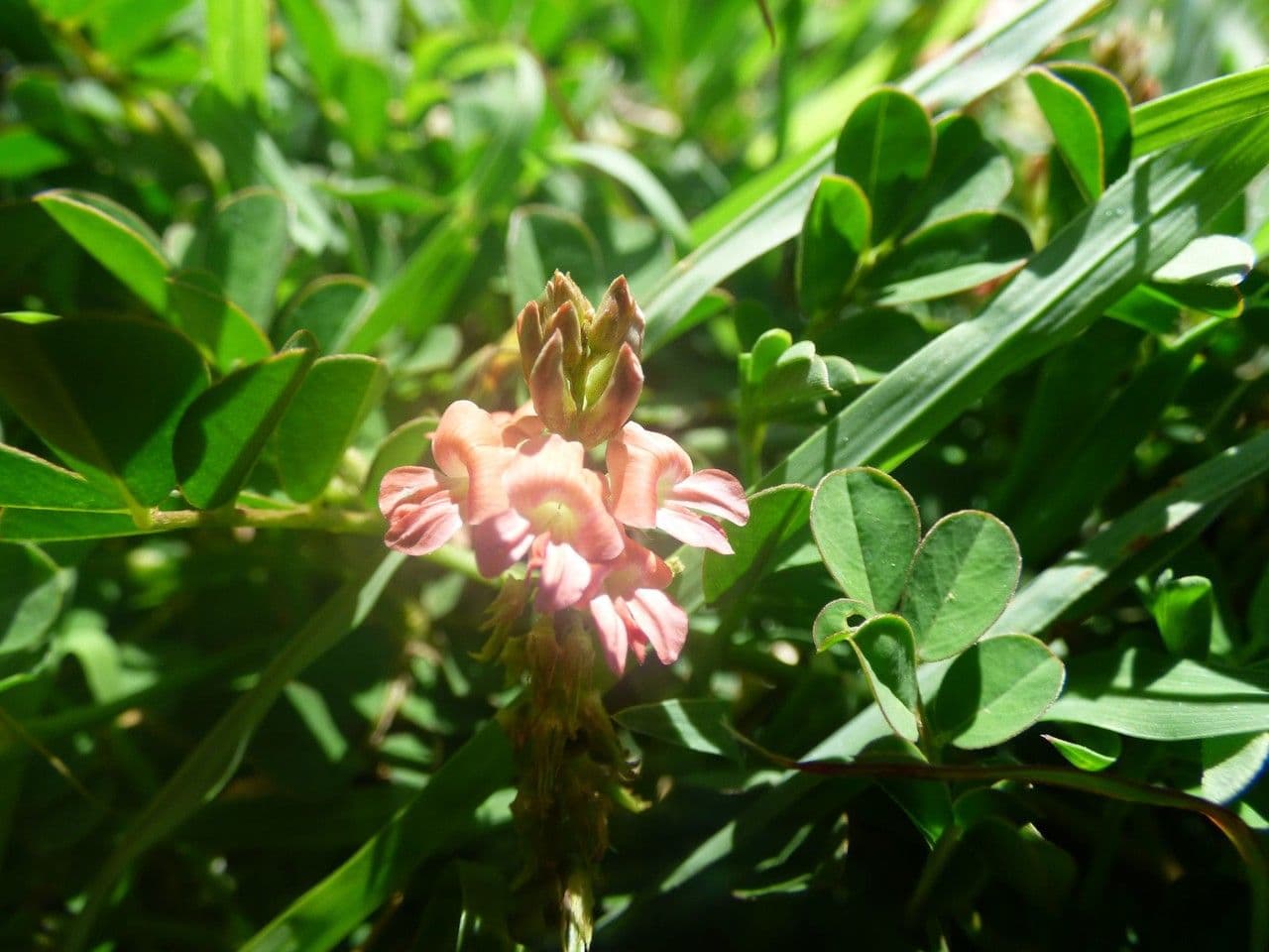 Indigofera hendecaphylla 8