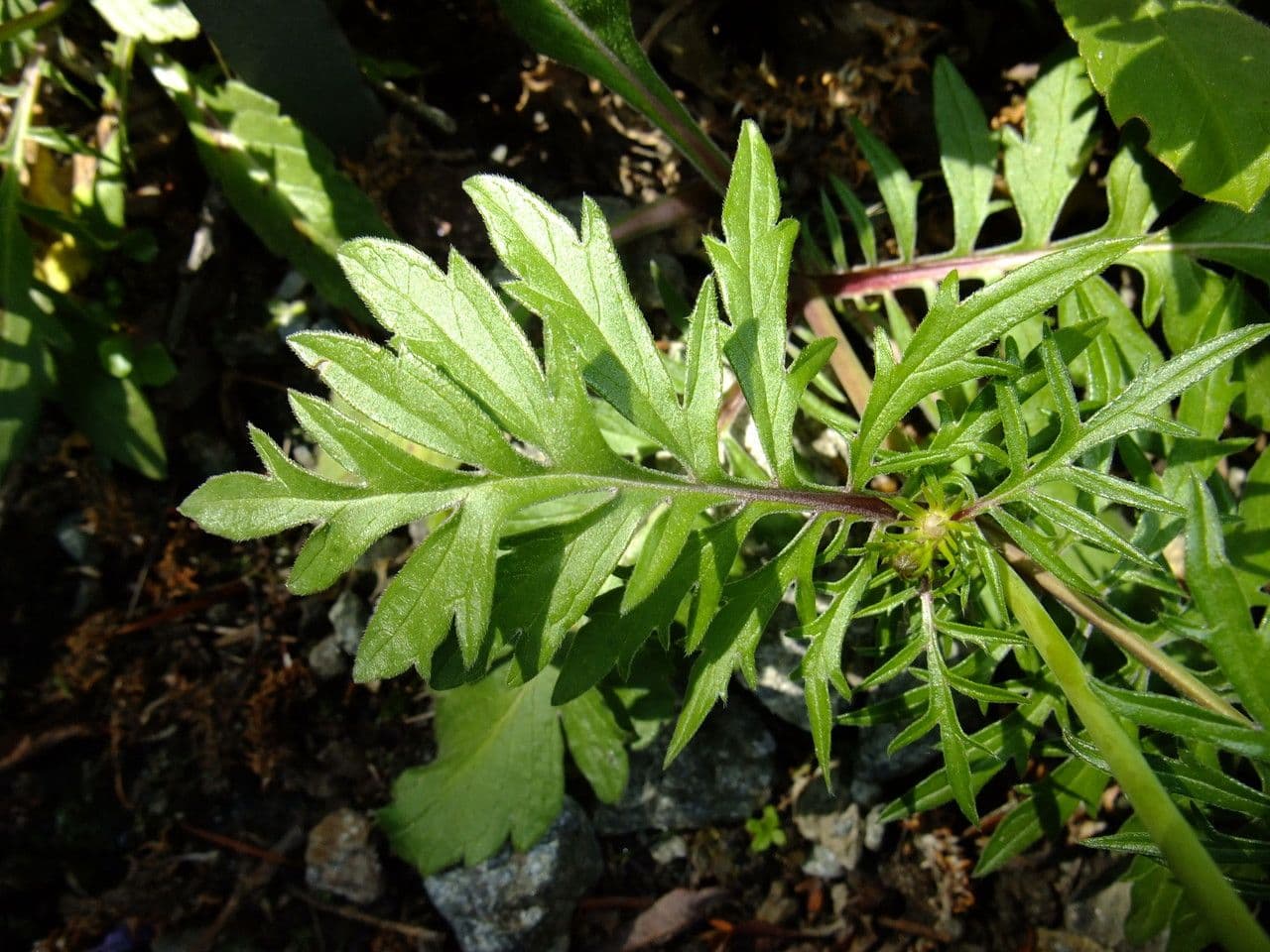 Scabiosa triandra 19