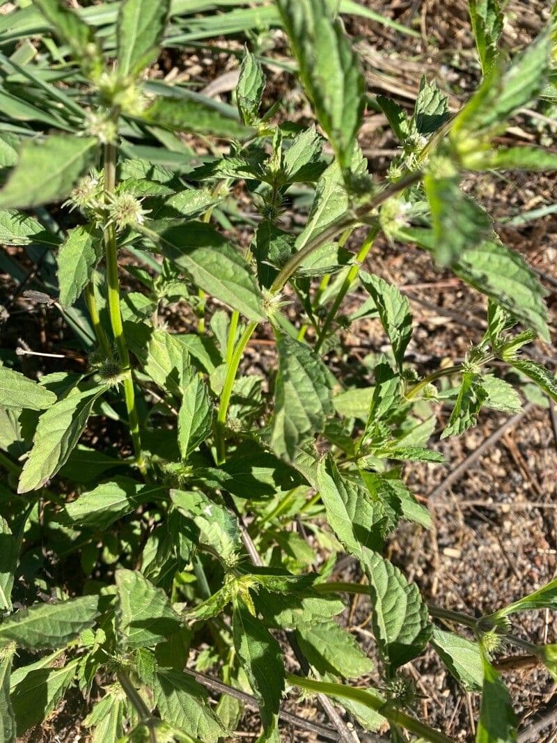 Hyptis 11