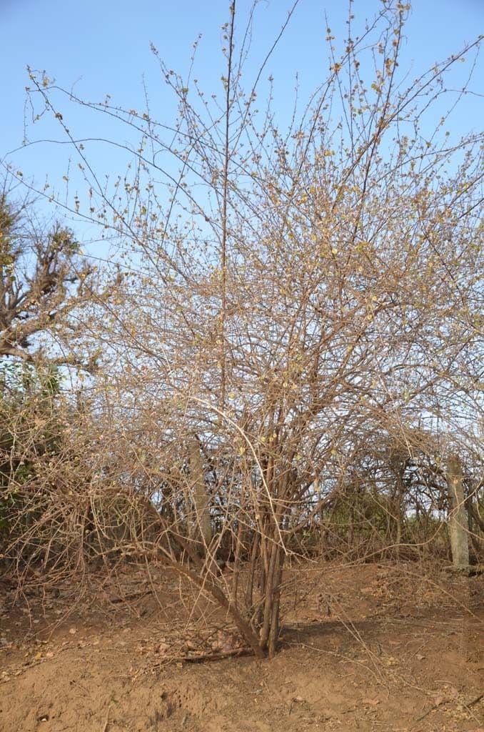 Combretum 22