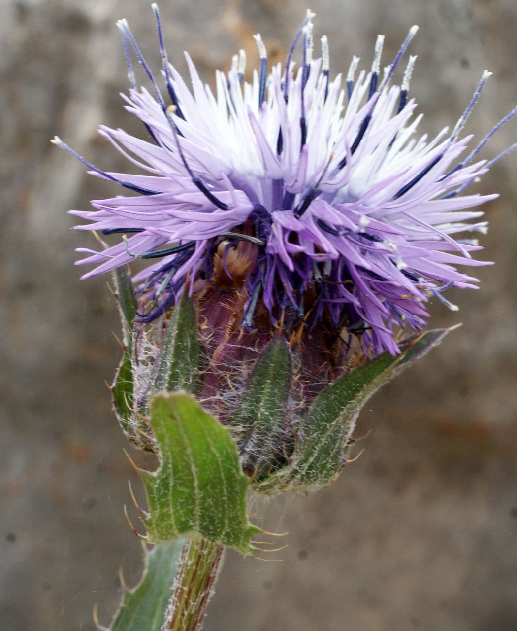 Blaue Distel 3