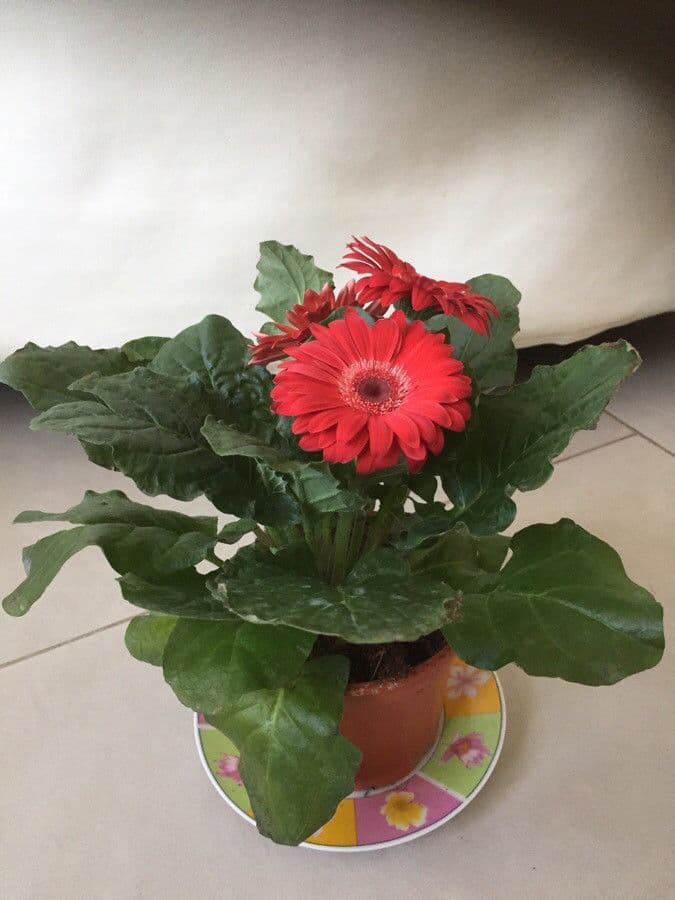 Gerbera Jamesonii 16