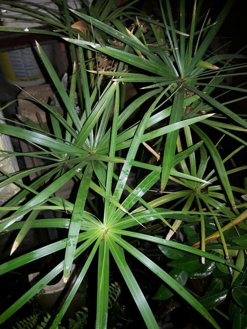 Zigolo involucrato 14