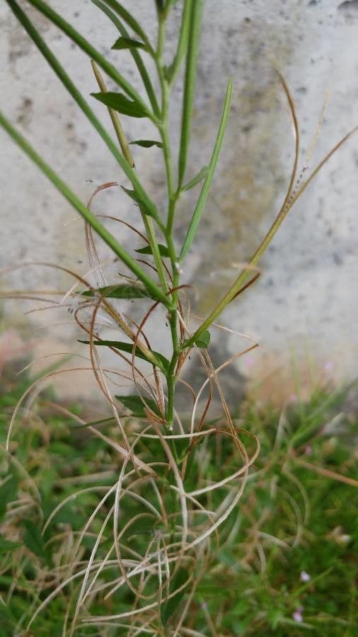 Epilobio ciliato 20