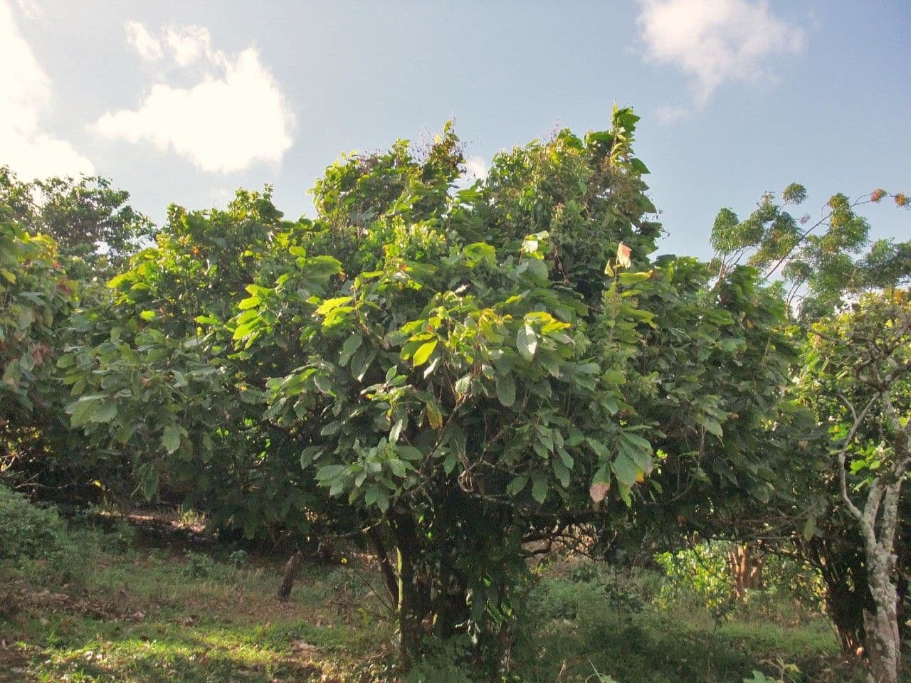 Cacao 12