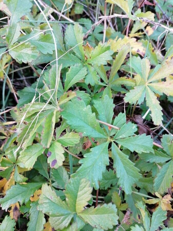 Cinquefoglie comune 20