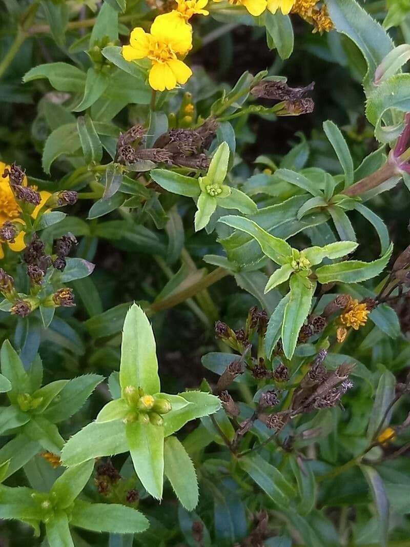 Tagetes 13