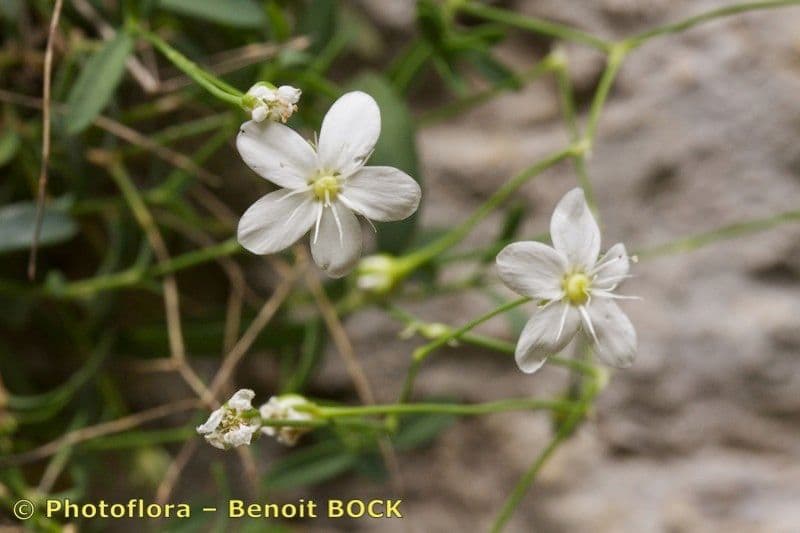 Moehringia 13