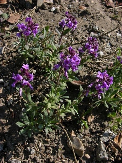 Phoenicaulis 11