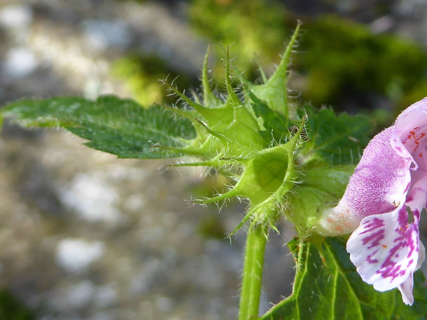 Falsa ortica macchiata 29