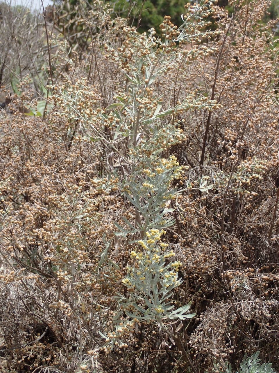 Assenzio 12